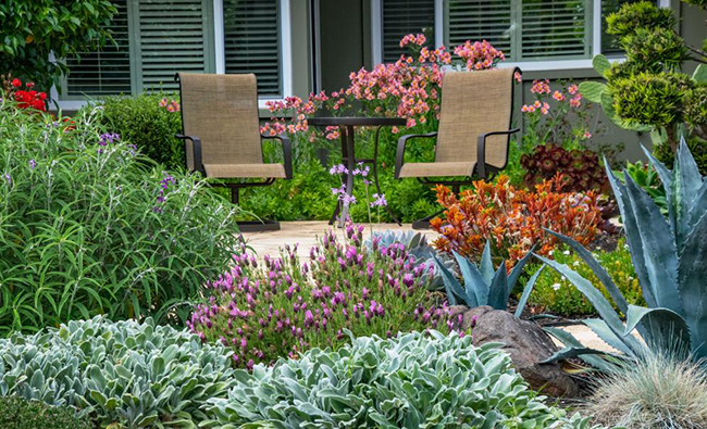 A low-water-use residential landscape with mixed plantings, photographed at the Lomond garden.