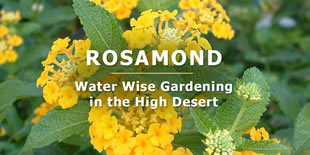 Screenshot of the Rosamond water-saving plants website
